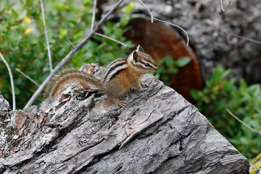Squirrel on a tree