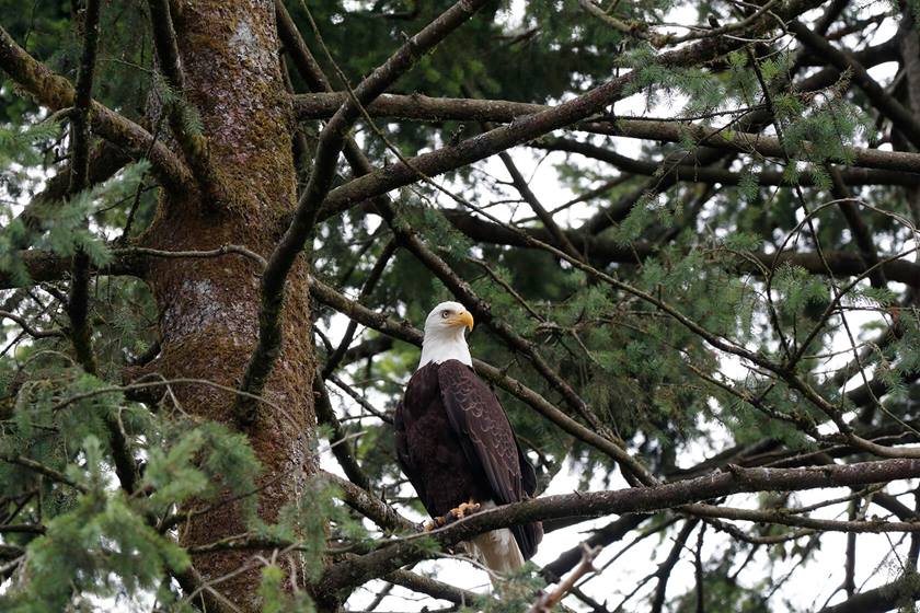Eagle in tree