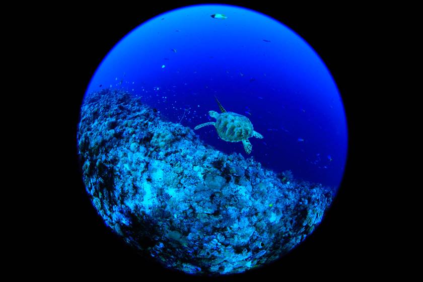 Image of turtle underwater taken using EF 8-15mm f/4L Fisheye USM