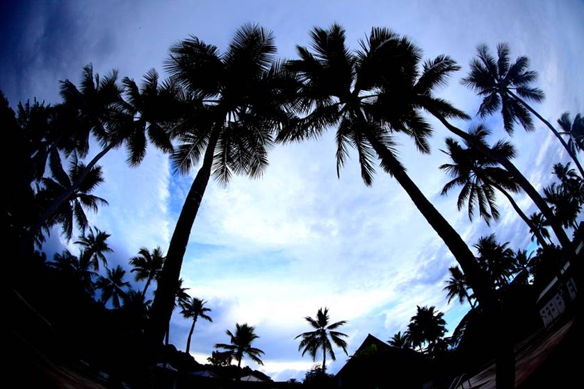 Image of palm trees taken using EF 8-15mm f/4L Fisheye USM
