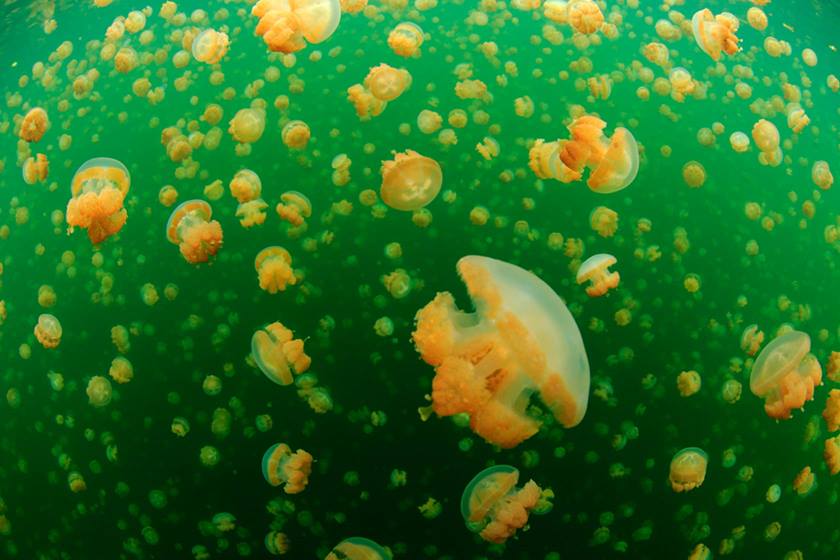 Jellyfish taken using EF 8-15mm f/4L Fisheye USM
