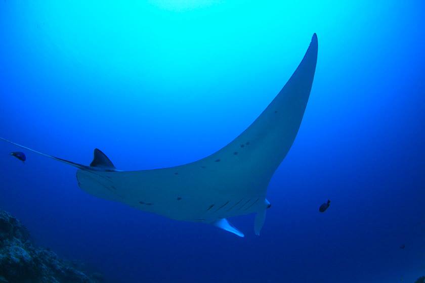 Image of stingray taken using EF 8-15mm f/4L Fisheye USM