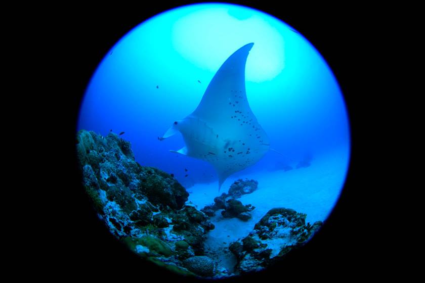 Image of a stingray taken using EF 8-15mm f/4L Fisheye USM