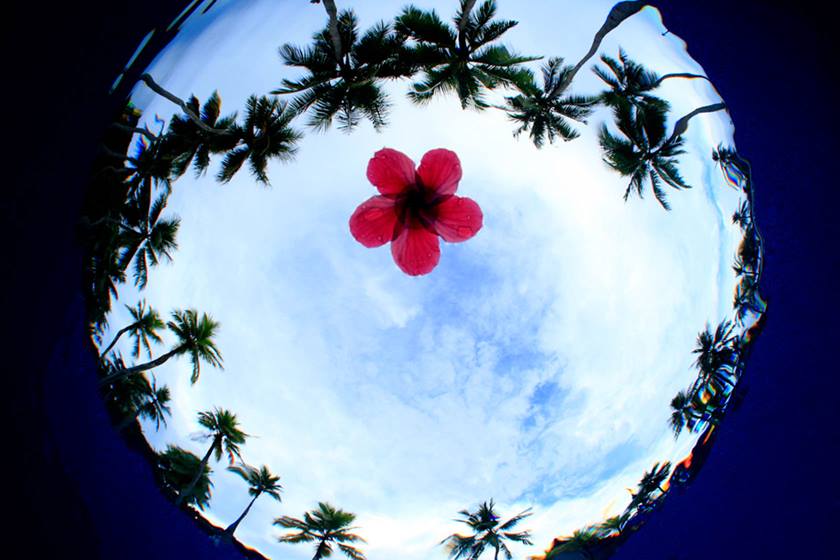 Image of palm trees and a flower taken using EF 8-15mm f/4L Fisheye USM