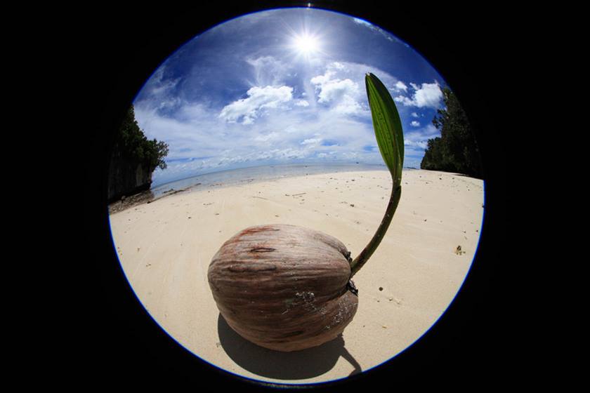 Image of a fruit taken using EF 8-15mm f/4L Fisheye USM