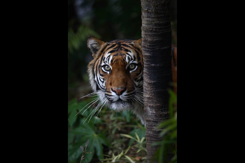 Image of a tiger taken using EF 800mm f/5.6L IS USM