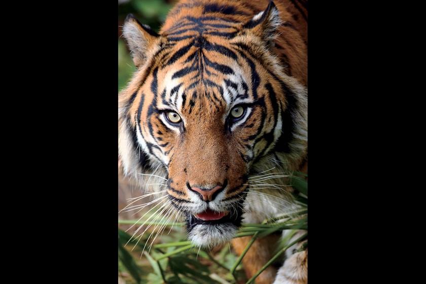 Up close image of a tiger taken using EF 800mm f/5.6L IS USM