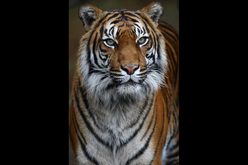 Image of a tiger taken using EF 800mm f/5.6L IS USM