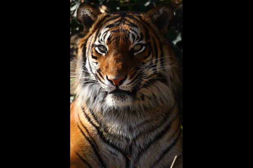 Image of a tiger taken using EF 800mm f/5.6L IS USM