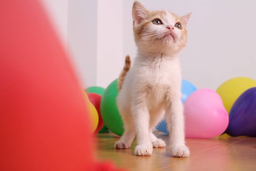 Kitty and colourful toys taken using EF-M 22mm f/2 STM
