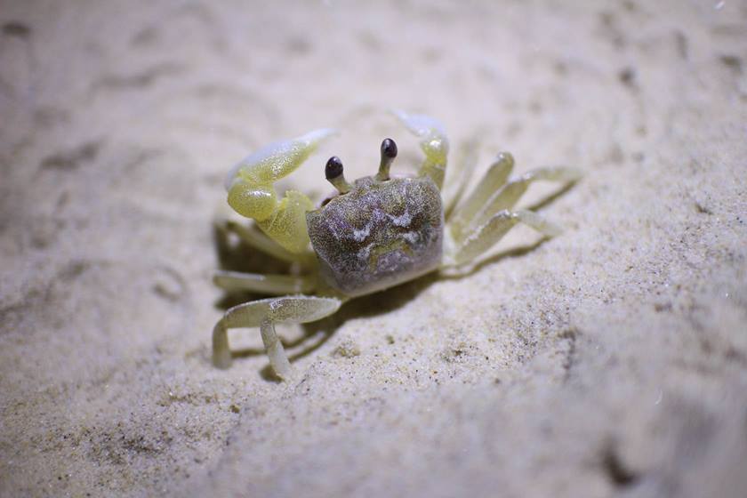 Tiny crab taken using EF-M 22mm f/2 STM