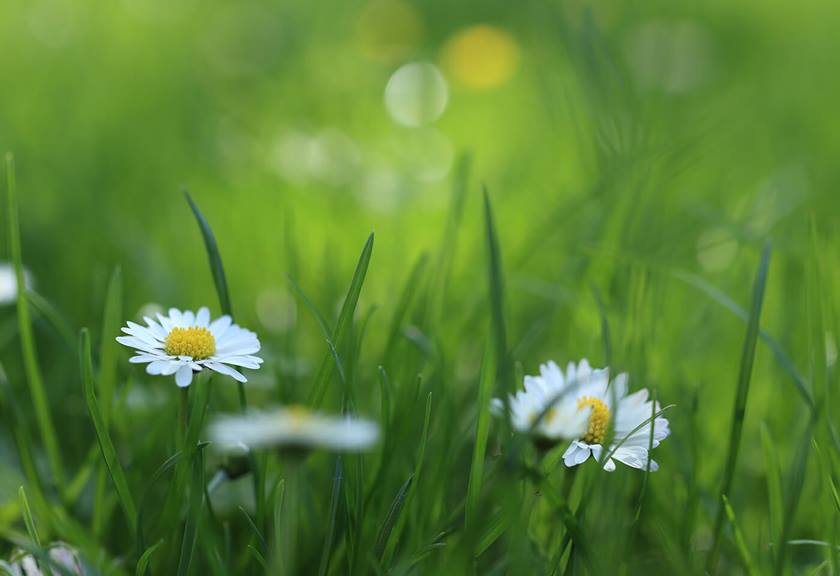 Flowers photographed with the EF-M 32MM f/1.4 STM
