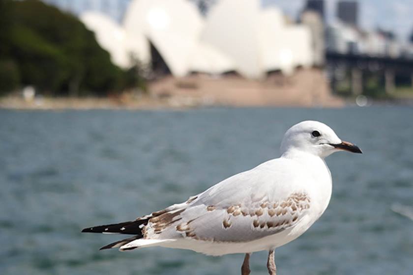 Seagull taken with Canon EF-M 55-200 IS STM lens