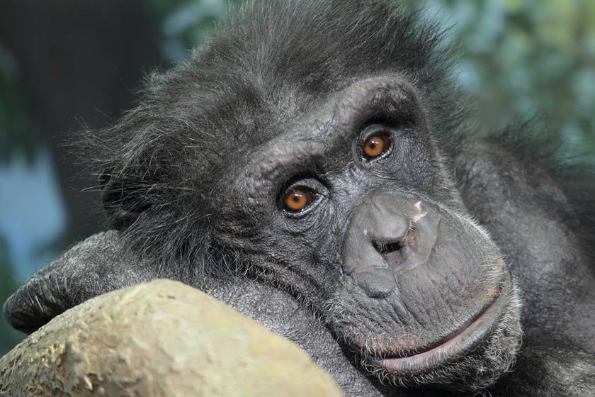 Gorilla up close taken with Canon EF-M 55-200 IS STM lens