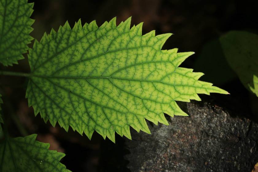 Macro image of a leaf taken with EF-S 55mm f/4-5.6 IS STM