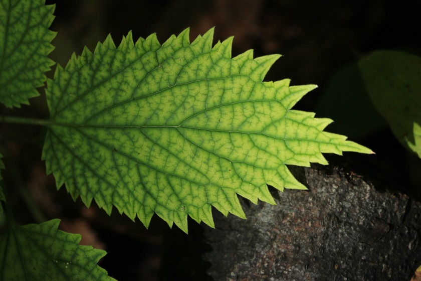 Macro image of a leaf taken with EF-S 55mm f/4-5.6 IS STM