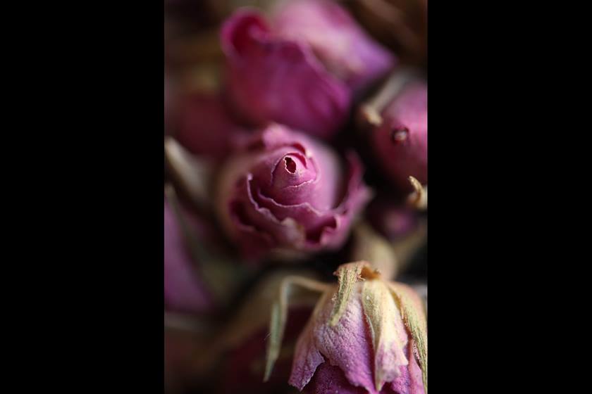 Macro image of pink roses taken with EF-S 60mm f/2.8L Macro USM