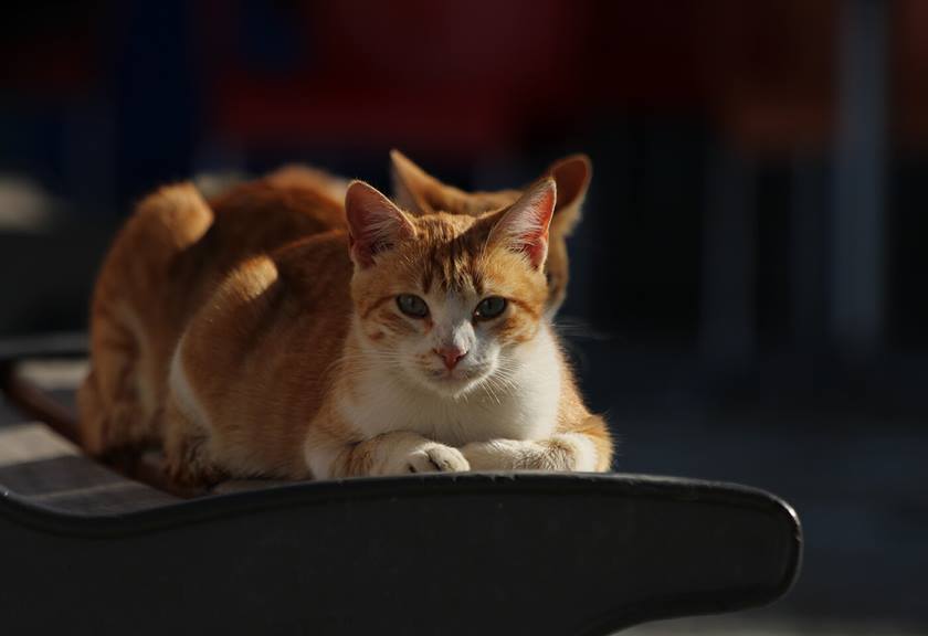 Portrait image of cat taken with EOS 1500D