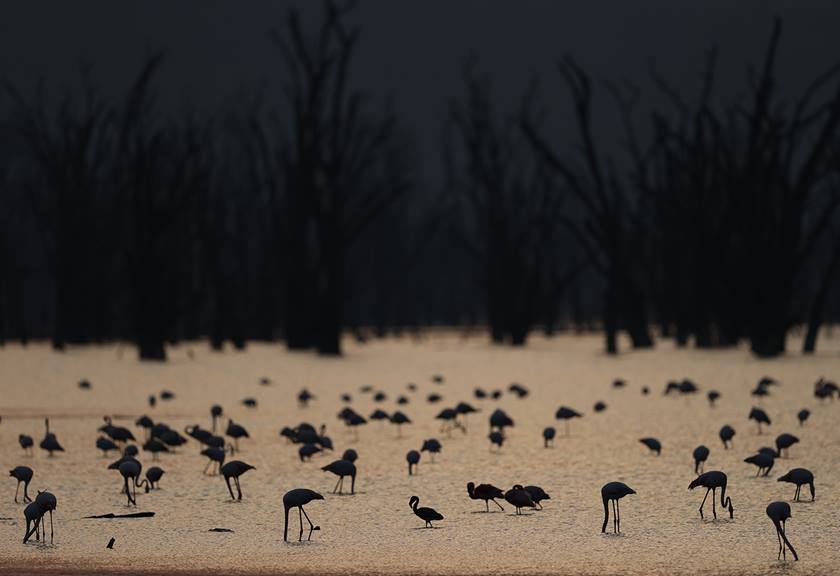 A pat of flamingos taken with EOS 1D X Mark III