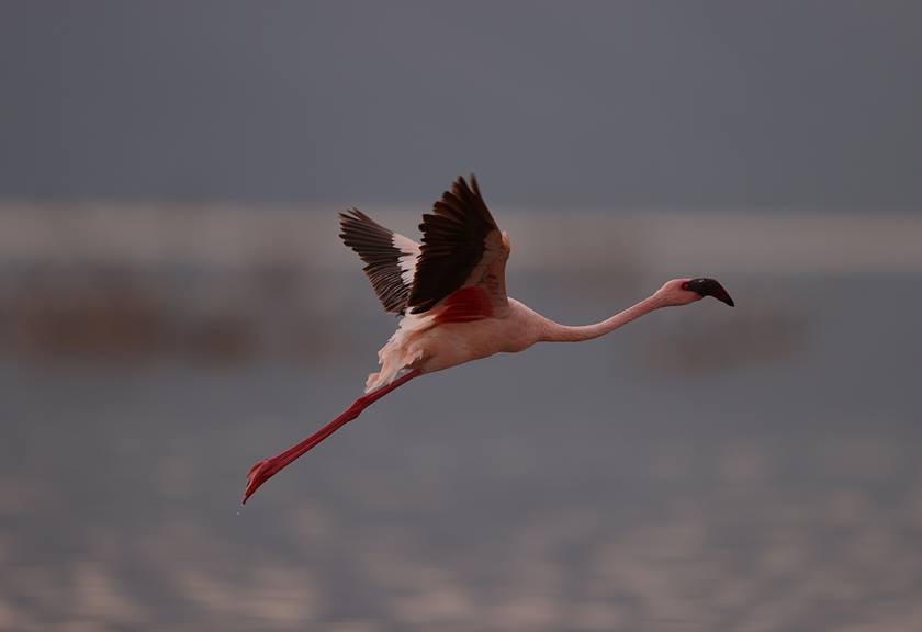 Flying flamingo taken with EOS 1D X Mark III
