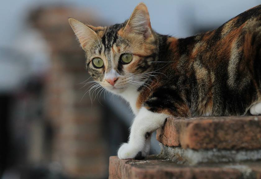 Portrait image of cat taken with EOS 3000D
