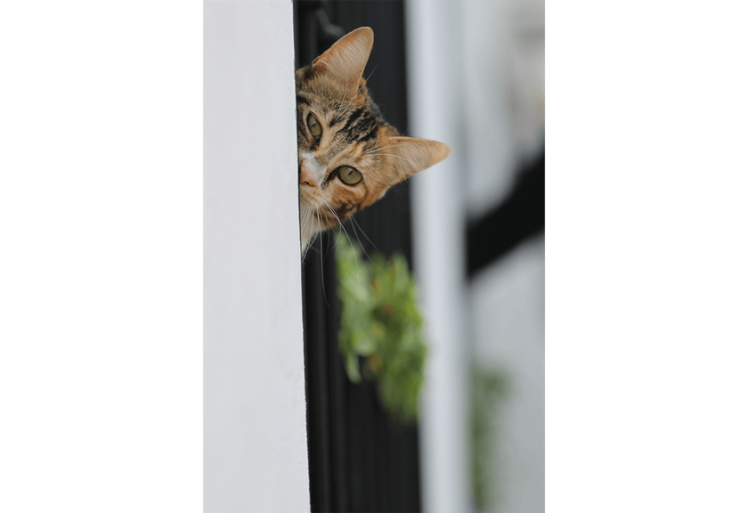 Portrait image of cat taken with EOS 3000D