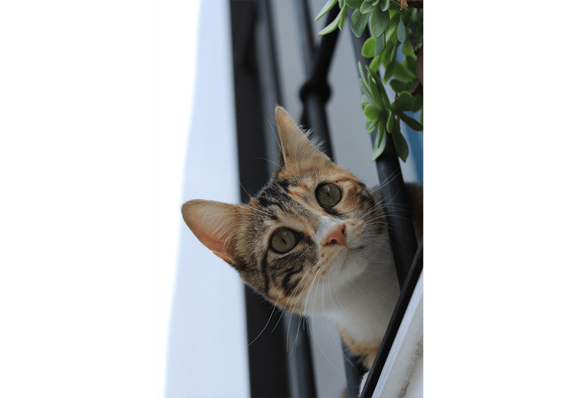 Portrait image of cat taken with EOS 3000D