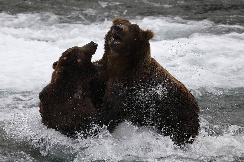 Bears fighting in the water