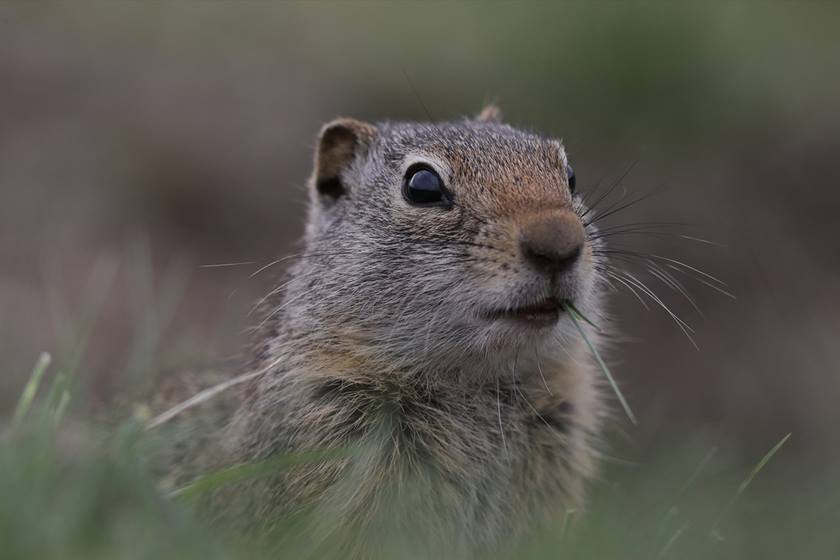Rodent in the grass