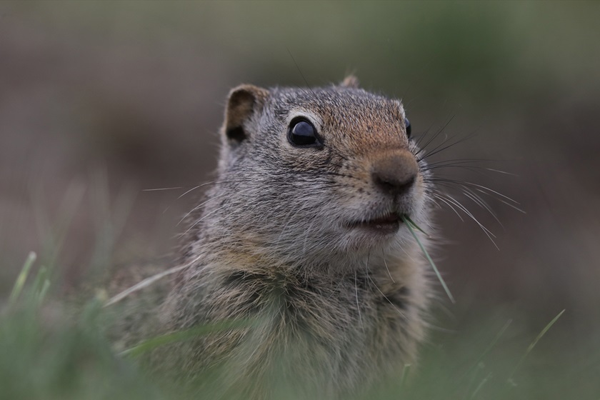Rodent in the grass