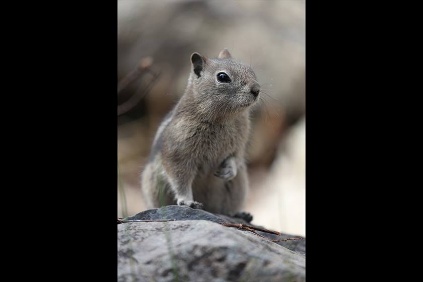 Rodent on a rock