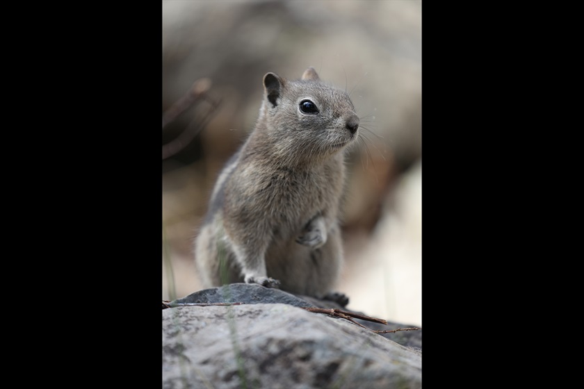 Rodent on a rock