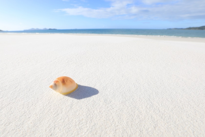 Shell on white sand
