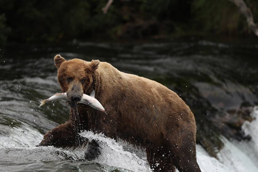 Bear with fish in mouth