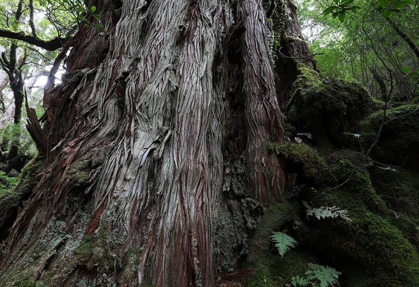 Tree in rainforest - sample photo by Canon EOS 6D Mark II