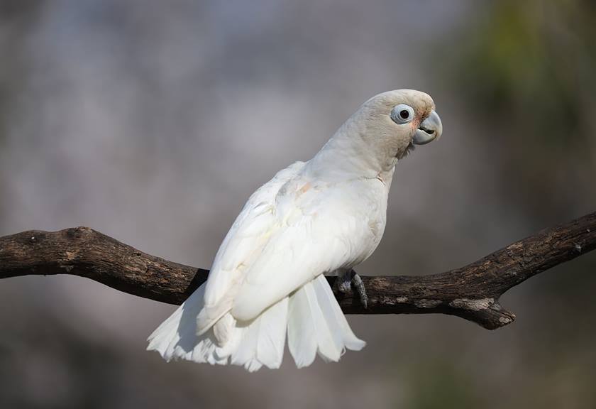 White galah - sample photo by Canon EOS 6D Mark II