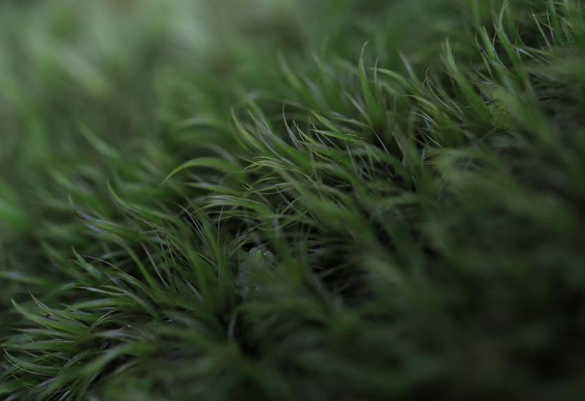 Macro image of grass taken using EOS 850D