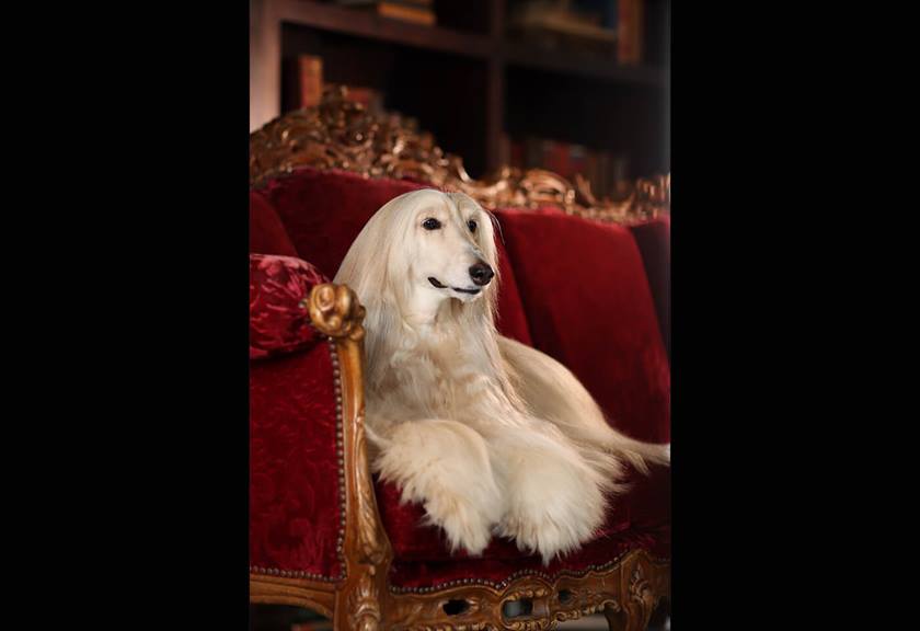 Image of Afghan Hound taken with EOS 850D