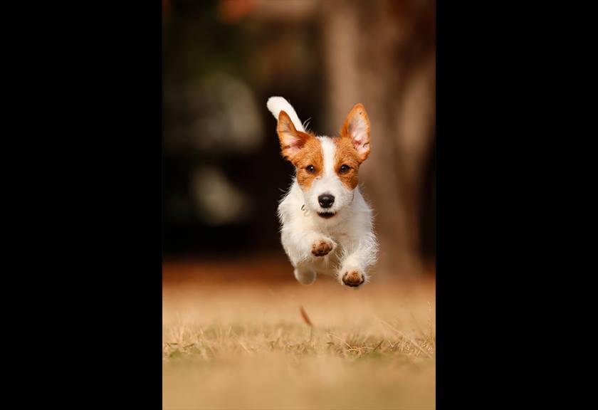 Image of dog running taken using EOS 850D