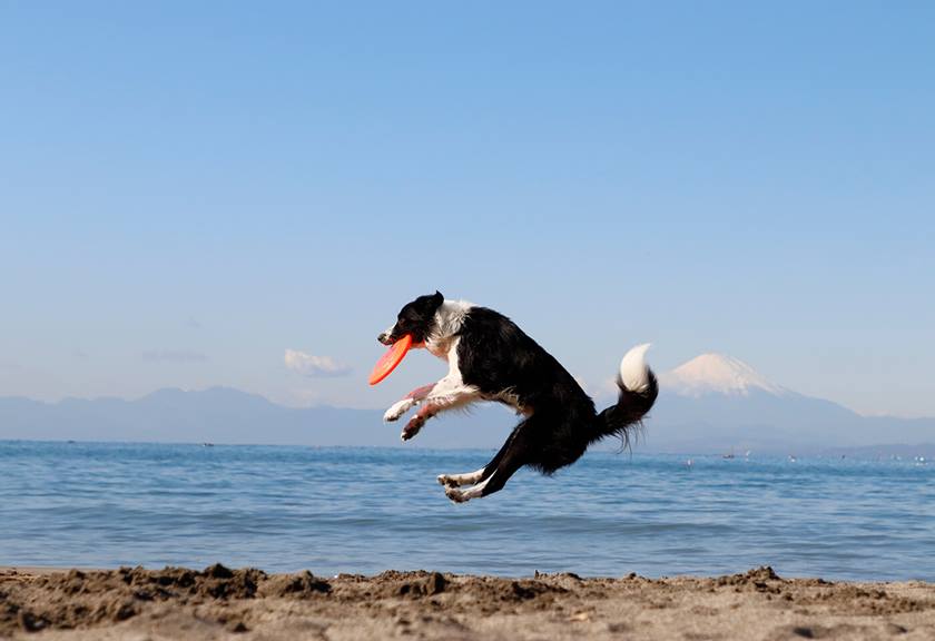 Dog catching a frisbee taken using EOS 850D