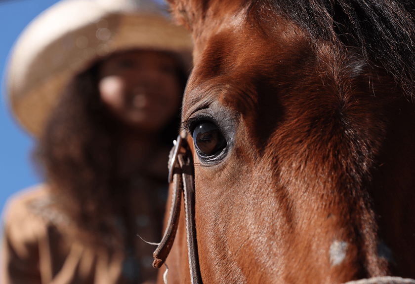 Up close shot of a horse taken with EOS 90D