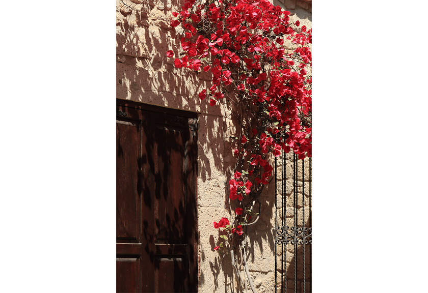 Image of flowers taken with EOS 90D