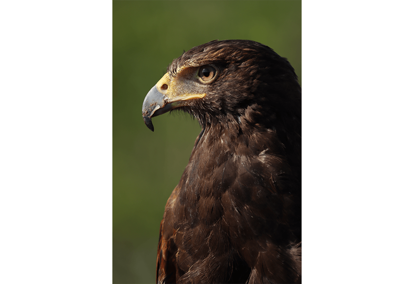 Close up shot of a bird taken with EOS 90D