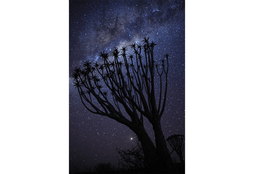 Photograph of tree taken using RF 28-70mm f/2L USM