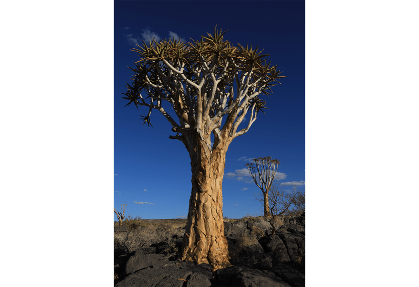 Photograph of tree taken using RF 28-70mm f/2L USM