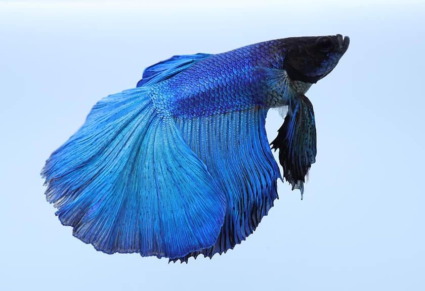 Photograph of blue fish taken with RF 35mm F1.8 Macro IS STM