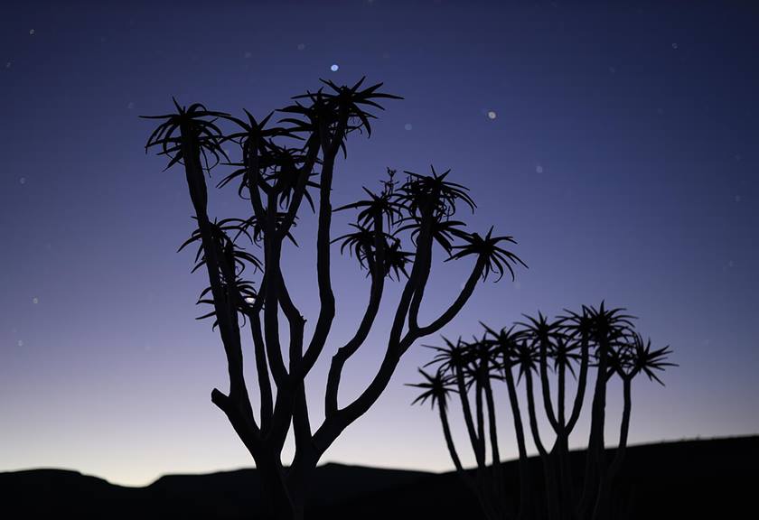Photograph of trees at night taken using RF 50mm f/1.2 L USM