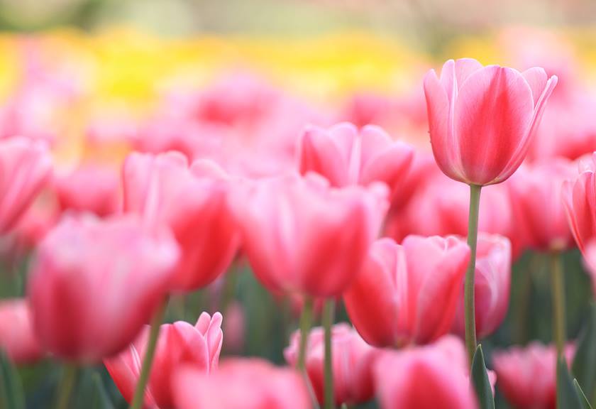 Image of tulips taken using the EOS R100