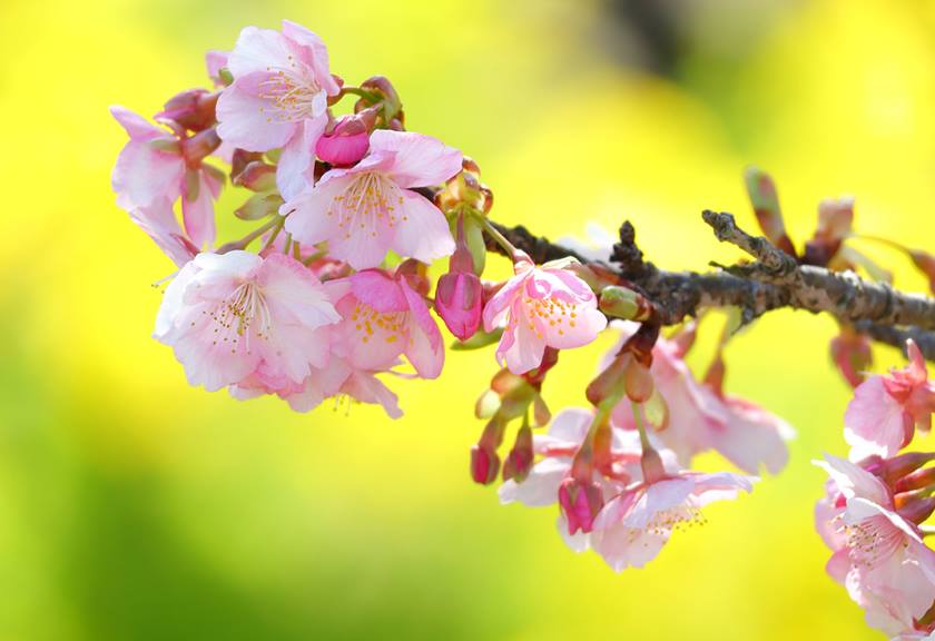 Image of flowers taken using the EOS R100