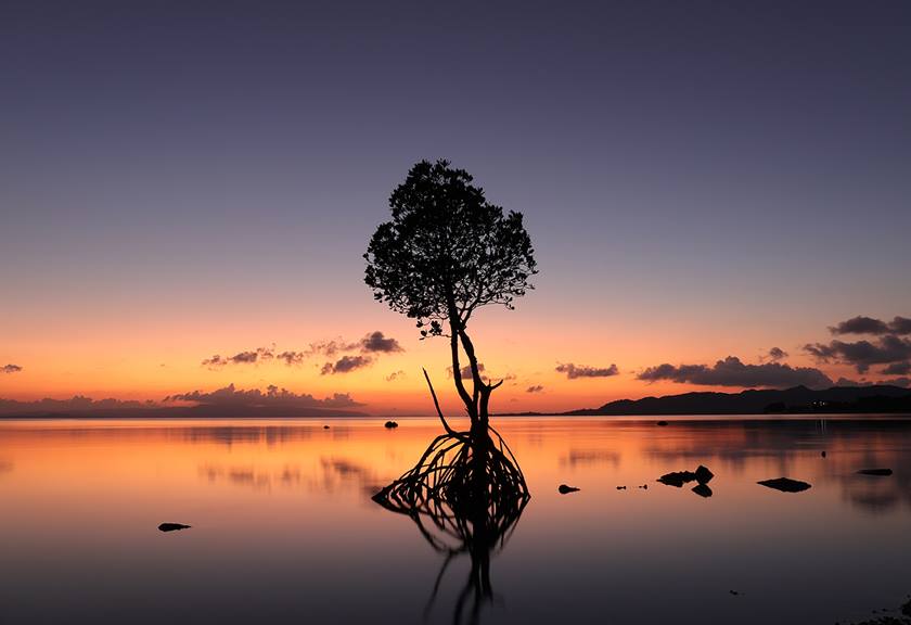 Image of a tree in the middle of a lake taken using the EOS R50